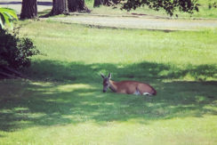 Siri deer in yard